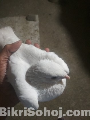 কাজী কবুতর